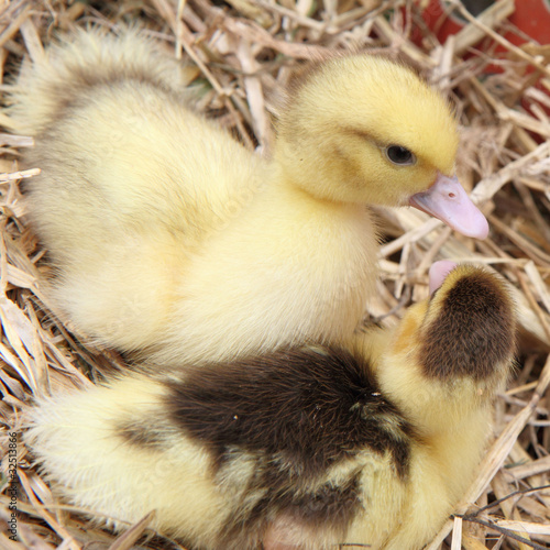 Two ducklings on hay