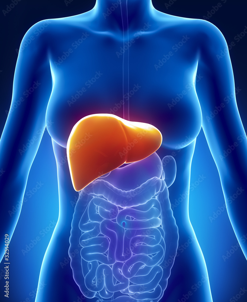 Female LIVER anatomy anterior x-ray view Stock Illustration | Adobe Stock