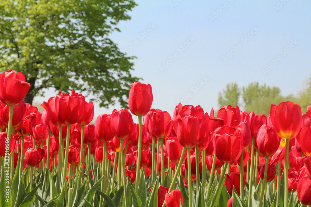 Obraz premium Red Tulips