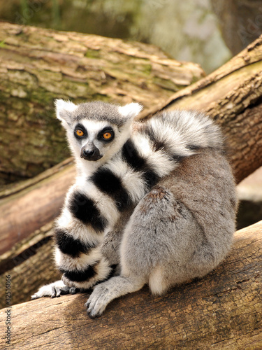 Ring-tailed lemur is sitting on a tree trunk