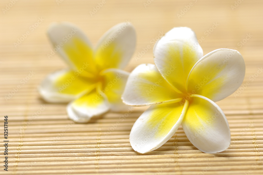 frangiapani flowers on bamboo woven mat