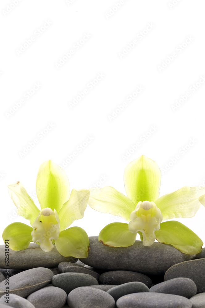 still life with pebble and orchid flower