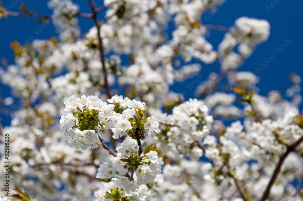 Tree During the Spring Tree During the Spring