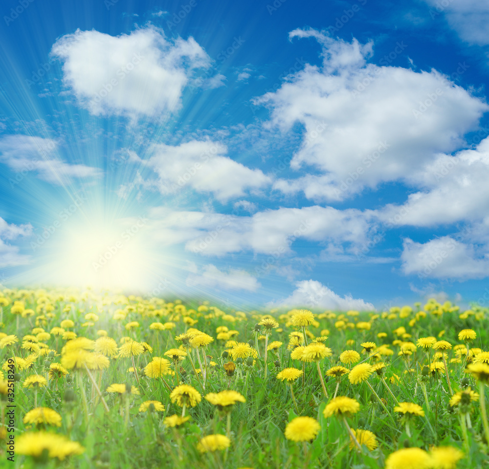 Fototapeta premium Yellow flowers on field