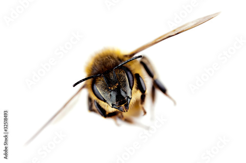 Foto Westliche Honigbiene im Flug, mit scharfem Fokus auf seinem Kopf