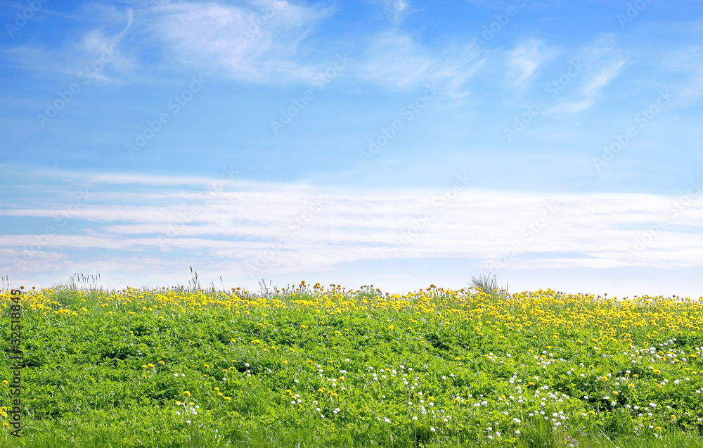Naklejka premium Field of dandelions