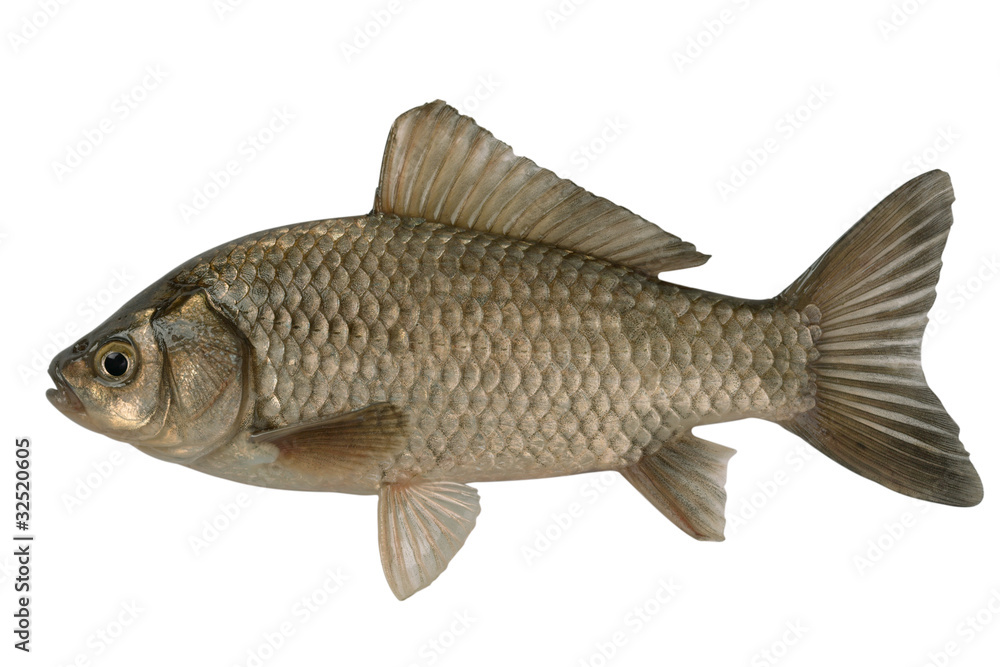 Obraz premium Silvery crucian