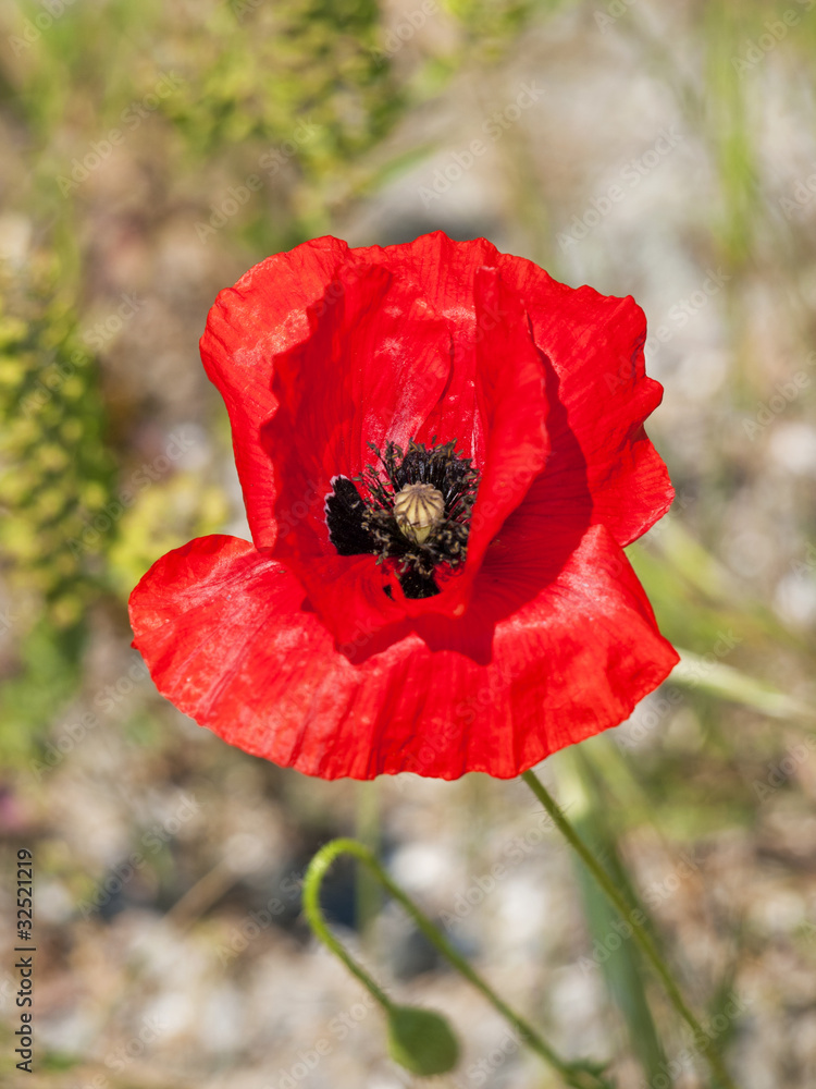 Naklejka premium papavero
