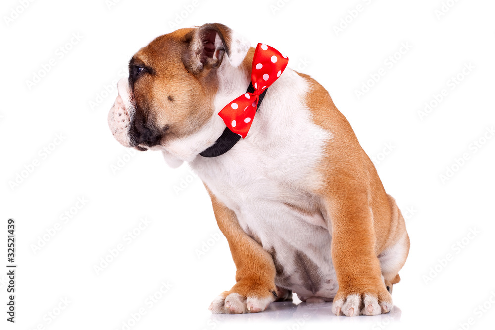 english bulldog puppy wearing a red ribbon