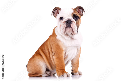 Konstfotografi curious english bulldog puppy