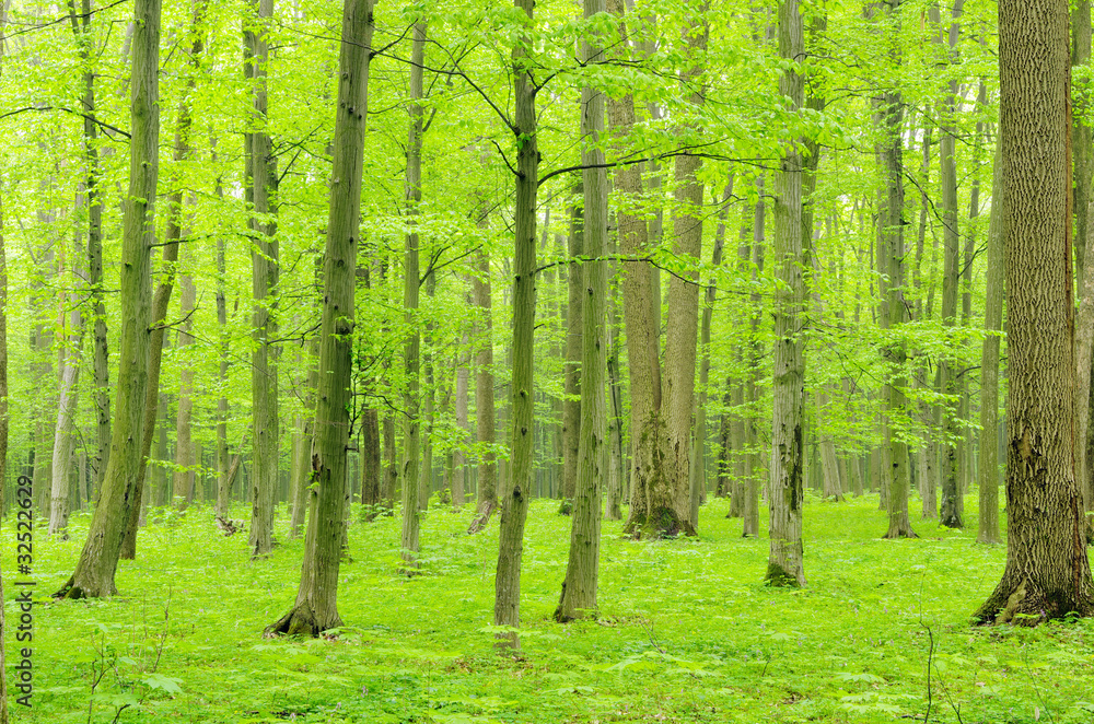 forest forest