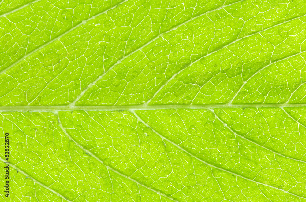 leaf background leaf background