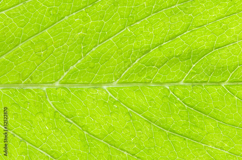 leaf background