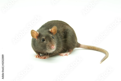 rat