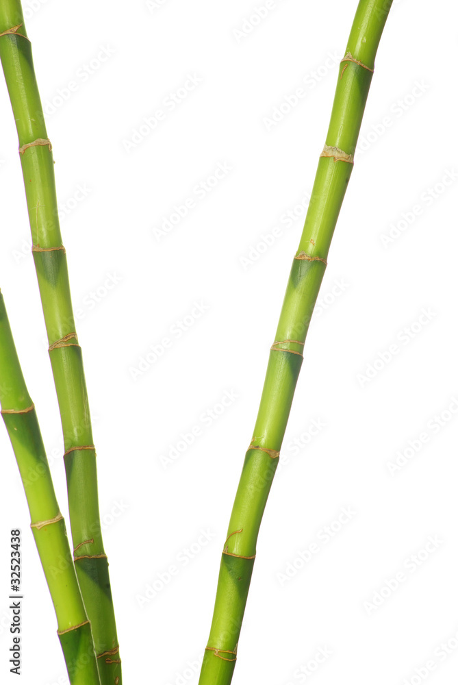 Naklejka premium green bamboo