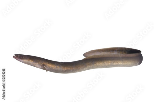 Photography long eel