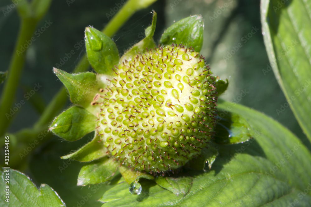 young green strawberry young green strawberry
