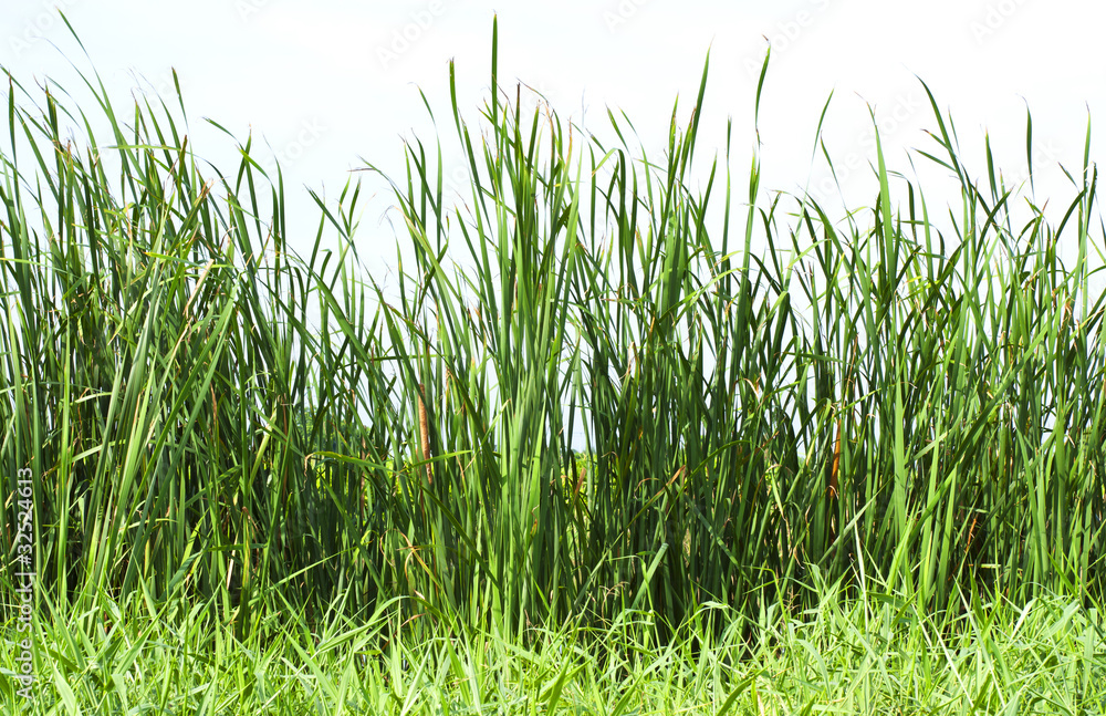 Obraz premium Grass