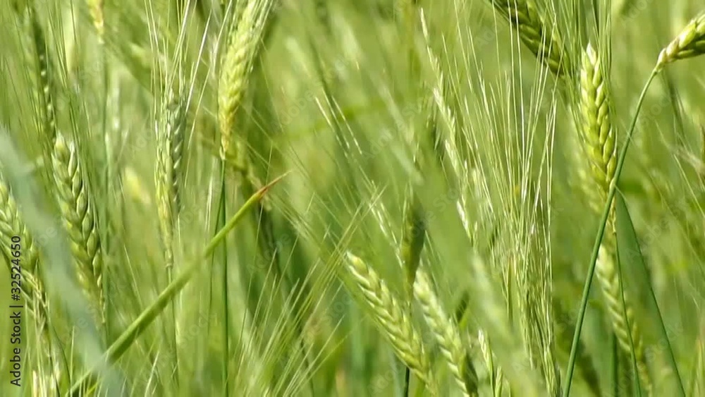 Campo di orzo Campo di orzo