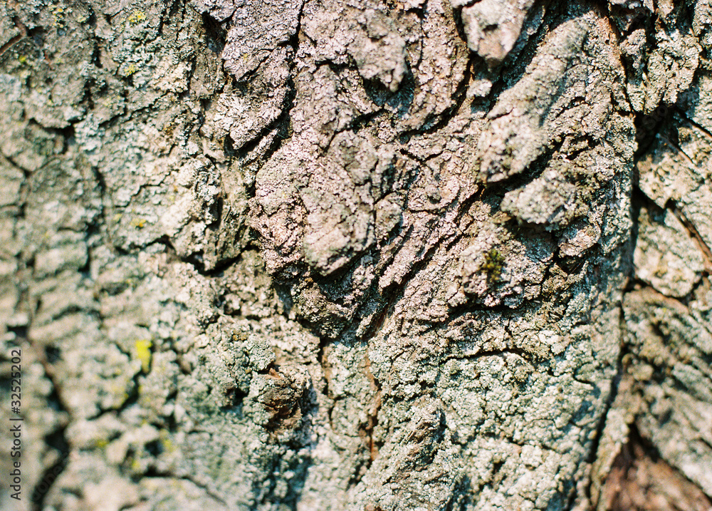 old tree bark texture. Scanned Film Source old tree bark texture. Scanned Film Source