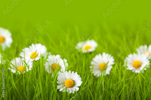 Field of daisy