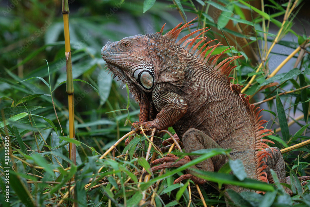 Grüner Leguan / Green Iguana / Iguana iguana Grüner Leguan / Green Iguana / Iguana iguana