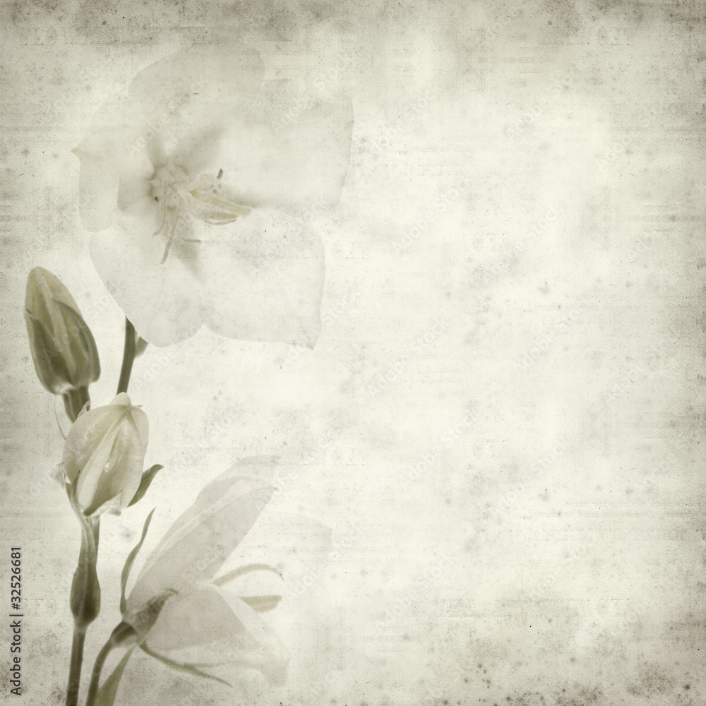 textured old paper background with white bellflower textured old paper background with white bellflower