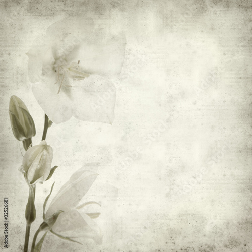 textured old paper background with white bellflower © Tamara Kulikova