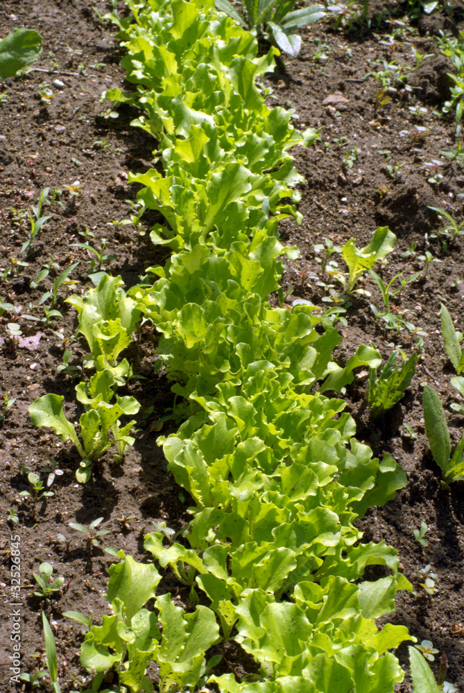 seedbed of vegetables seedbed of vegetables