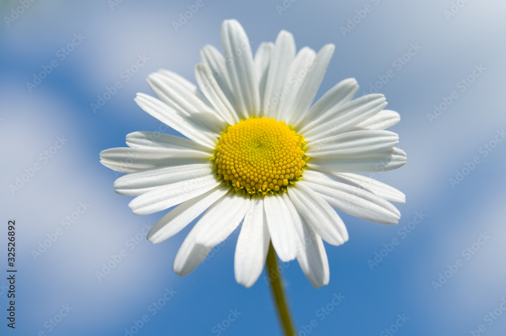 Chamomile flower against the sky Chamomile flower against the sky