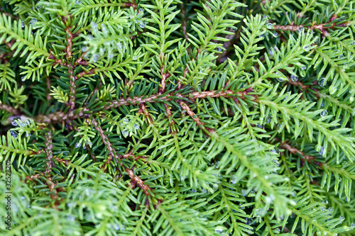Background of green branches with needles fir tree