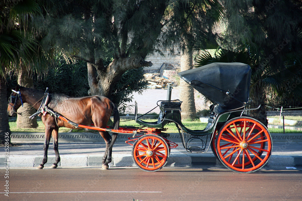 Fototapeta premium Calèche d'Alexandrie