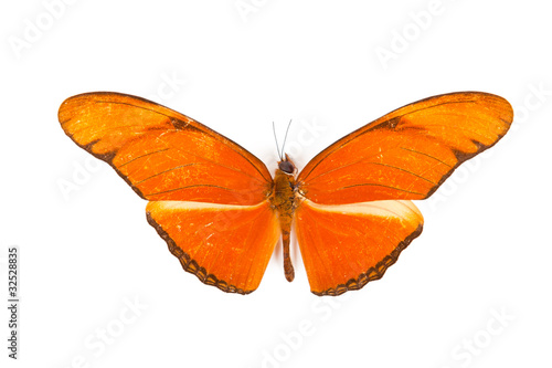 Red butterfly Dryas julia isolated photo