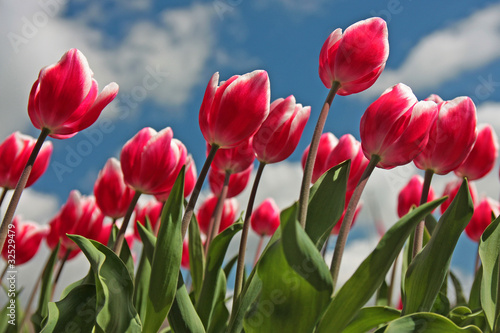 Tulipani rossi e bianchi si cielo azzurro