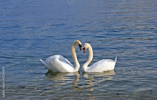TWO SWANS IN LOV photo
