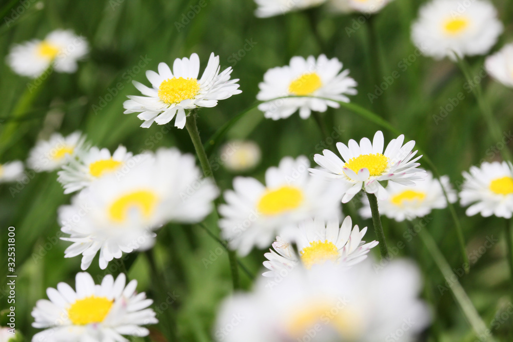 Obraz premium White Daisy flower