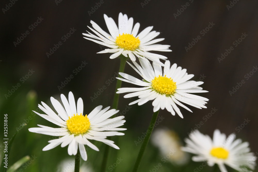 White Daisy flower