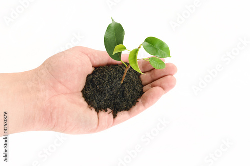 green sprout on men hand