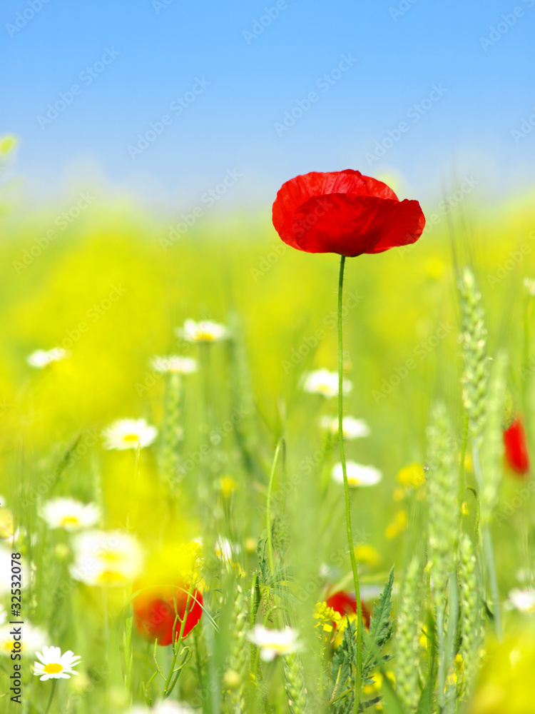 Obraz premium poppy and wild flowers