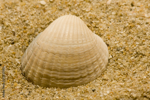 shell on a beach in brittany