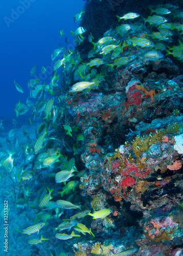 Fototapeta Naklejka Na Ścianę i Meble -  Fish aggregation  on a shipwreck in south east Florida.