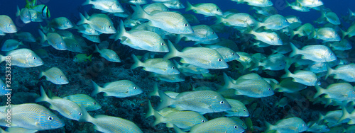 Banner View of a school of White Grunts.