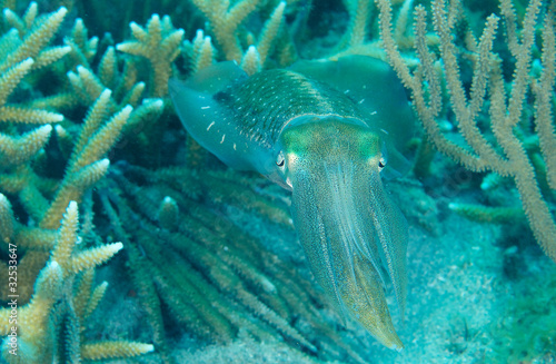 Common Squid, picture was taken in south east Florida.
