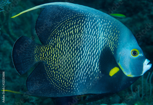 French Angelfish on a reef, picture taken in south east Florida.