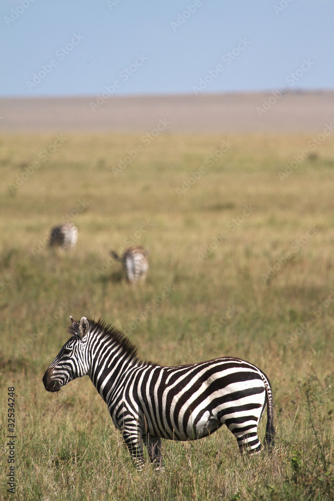 Obraz premium Zebra in Serengeti