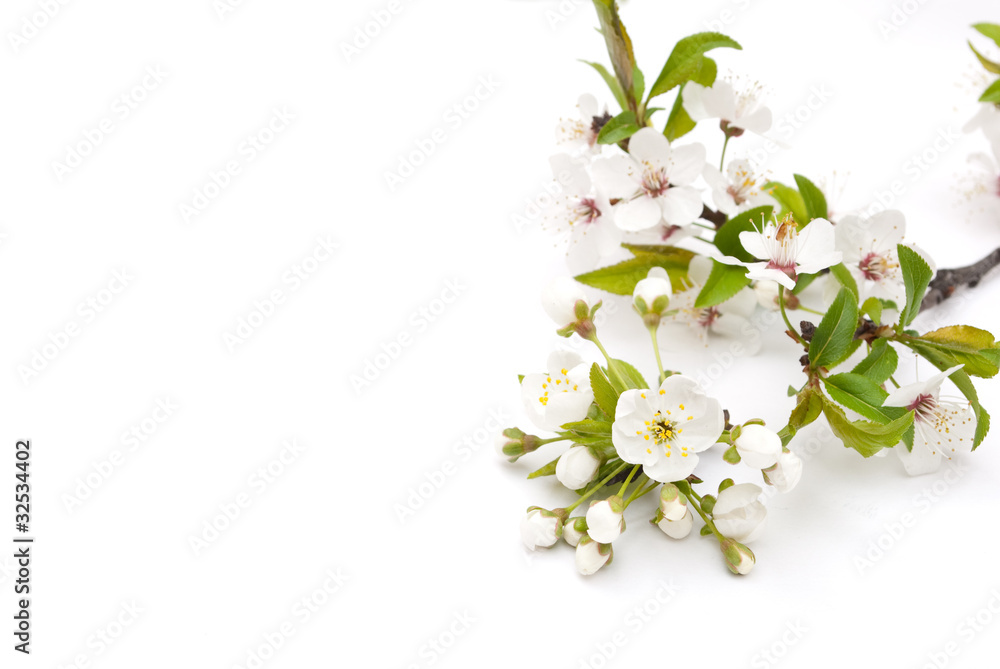 Obraz premium Spring cherry blossom