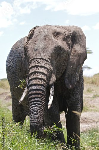 Big African Elephant eating grass