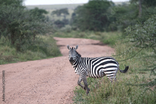 Zebra crossing the road