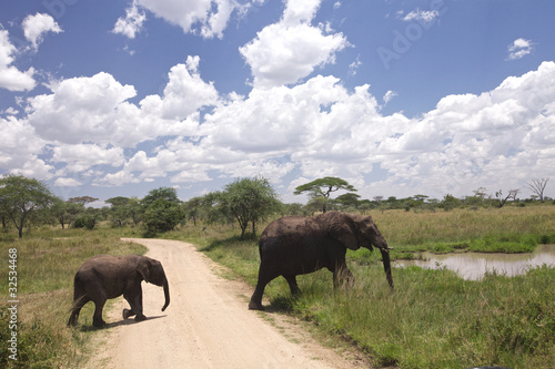 Baby African Elephant crossing the road