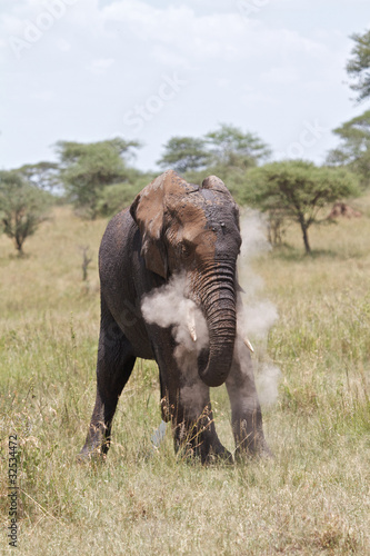 African Elephant showing power